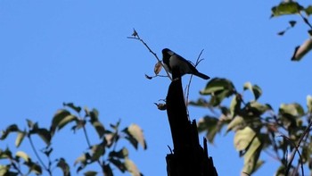 シジュウカラ 獅子ヶ谷市民の森 2020年12月6日(日)