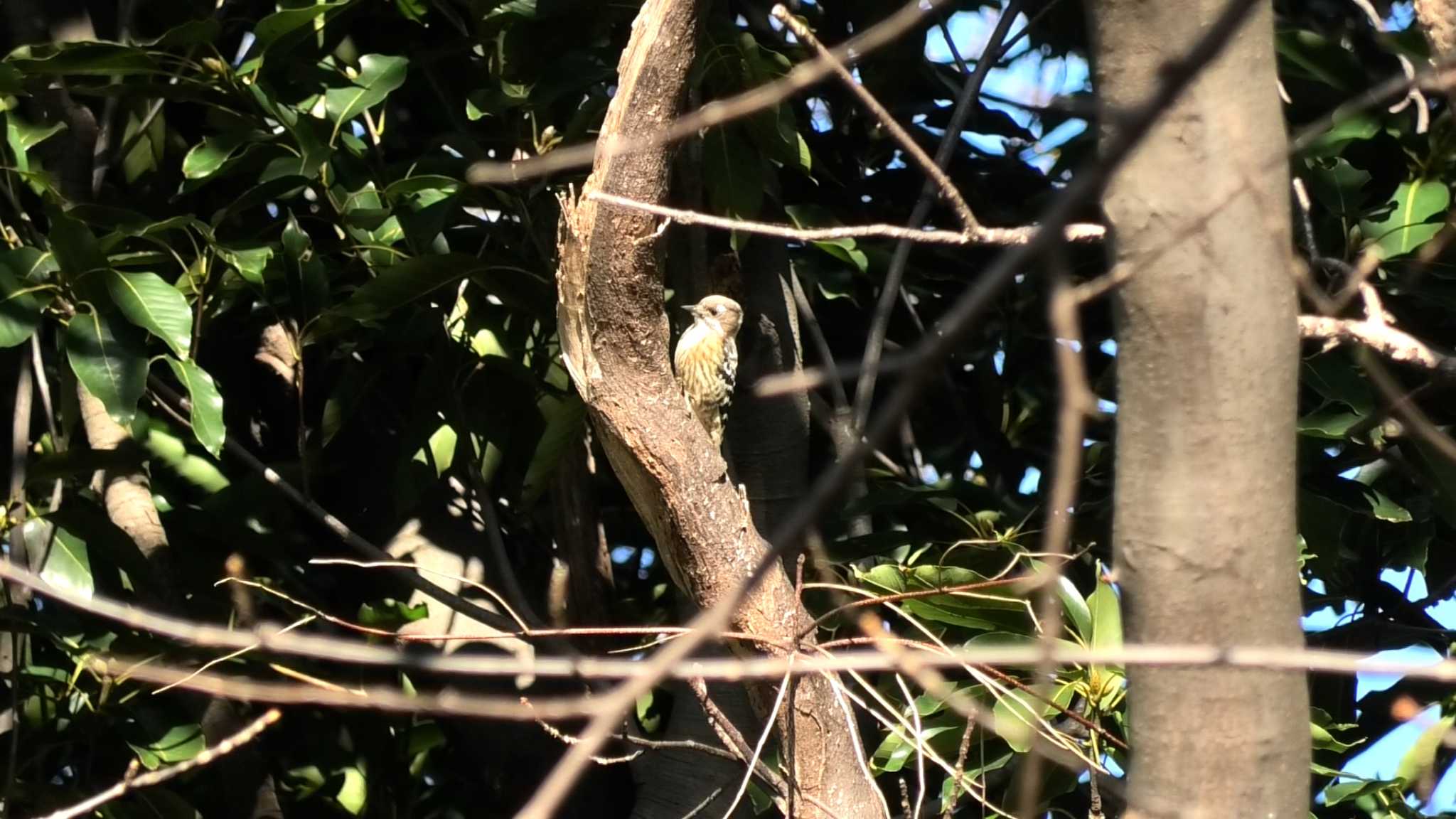 Japanese Pygmy Woodpecker