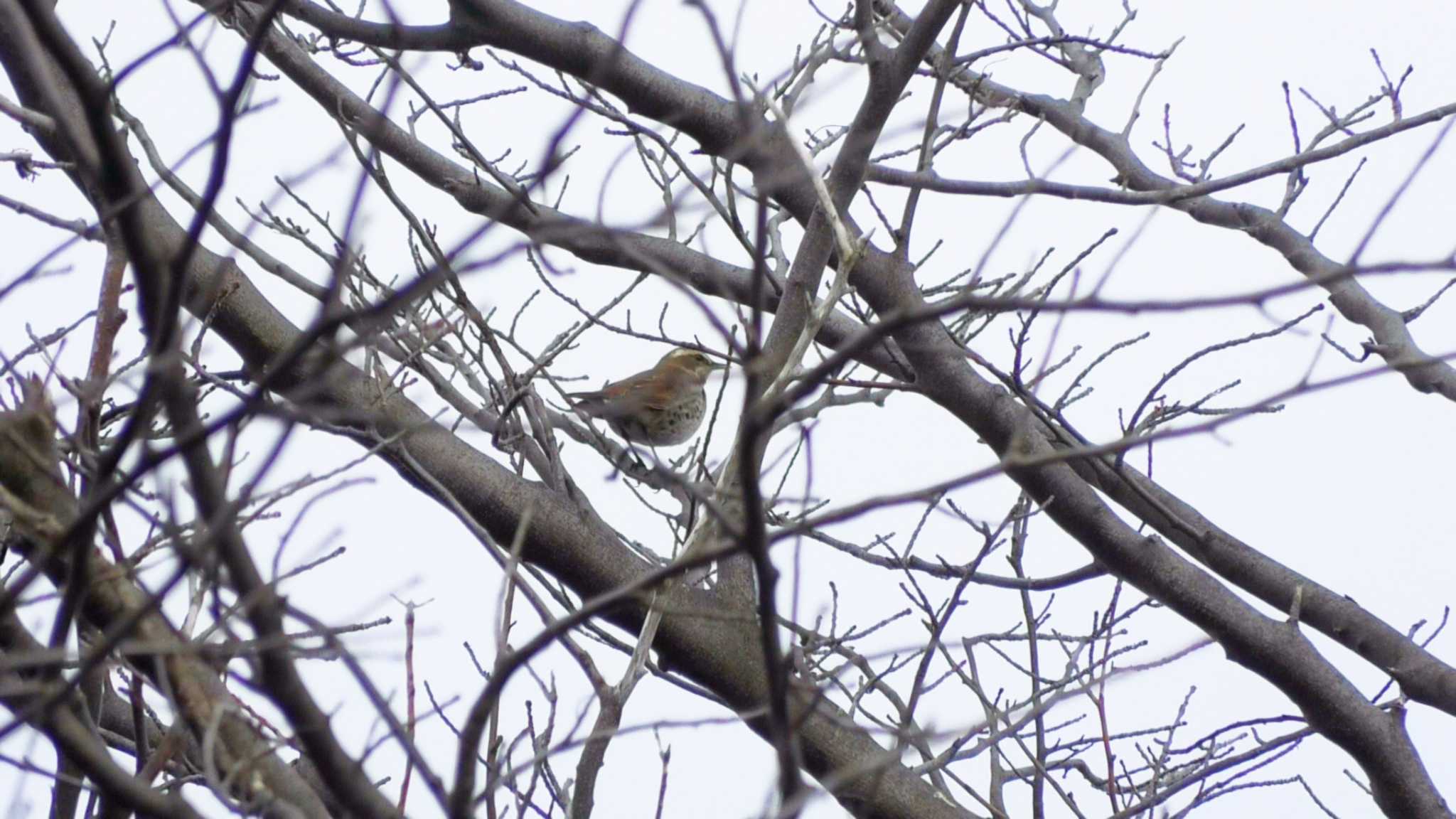 Photo of Dusky Thrush at 獅子ヶ谷市民の森 by TA