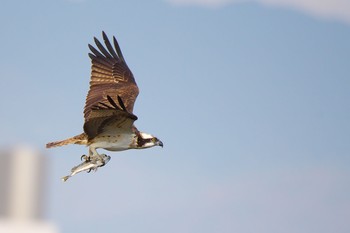 Osprey Osaka Nanko Bird Sanctuary Sun, 12/4/2016