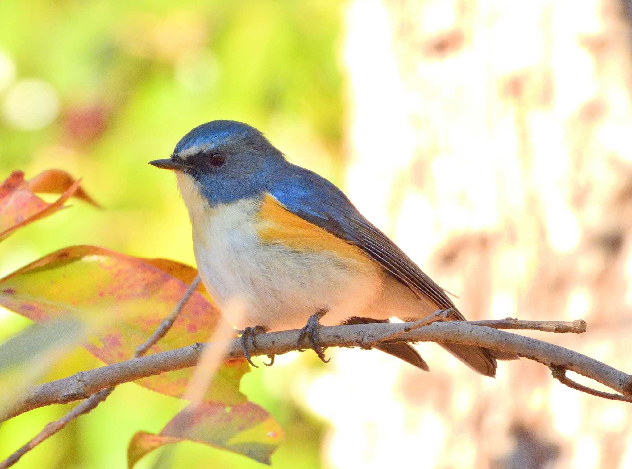 Photo of Red-flanked Bluetail at 町田市 by HIROPI