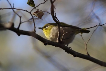 2021年1月9日(土) 石神井公園の野鳥観察記録