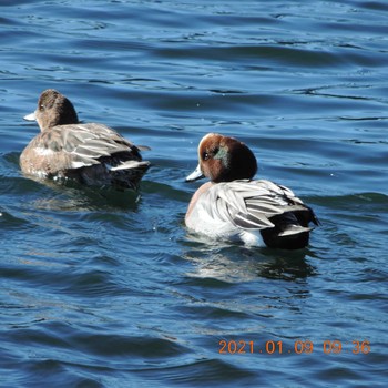 Eurasian Wigeon 豊洲 Sat, 1/9/2021