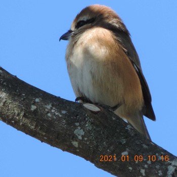 Bull-headed Shrike 豊洲 Sat, 1/9/2021