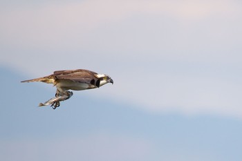 ミサゴ 大阪南港野鳥園 2016年12月4日(日)