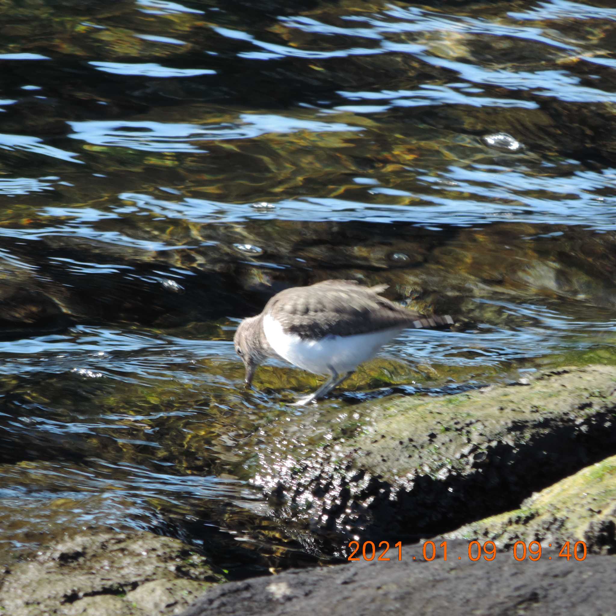 Photo of Common Sandpiper at 豊洲 by K2Uchihira