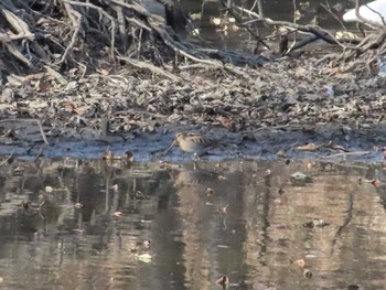 タシギ 鴨川～秋ヶ瀬公園 2021年1月7日(木)