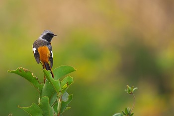 ジョウビタキ 大阪南港野鳥園 2016年12月4日(日)