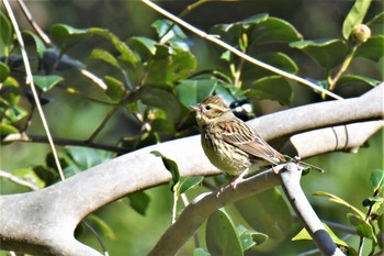 Sat, 1/9/2021 Birding report at 伊豆諸島北部