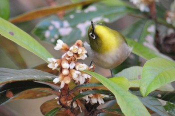 メジロ 馬見丘陵公園 2020年12月27日(日)