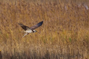 ミサゴ 大阪南港野鳥園 2016年12月4日(日)