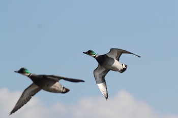 2021年1月9日(土) 五主海岸の野鳥観察記録