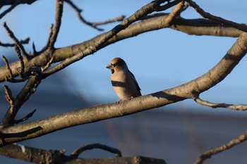 Sat, 1/9/2021 Birding report at 多摩川二ヶ領宿河原堰