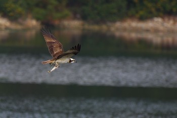 ミサゴ 大阪南港野鳥園 2016年12月4日(日)