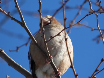 シメ 青葉山公園 2021年1月9日(土)