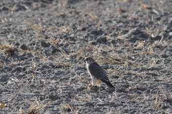 チョウゲンボウ 五主海岸 2021年1月4日(月)