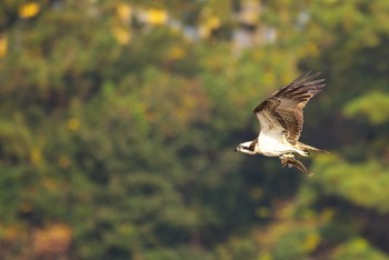 ミサゴ 大阪南港野鳥園 2016年12月4日(日)