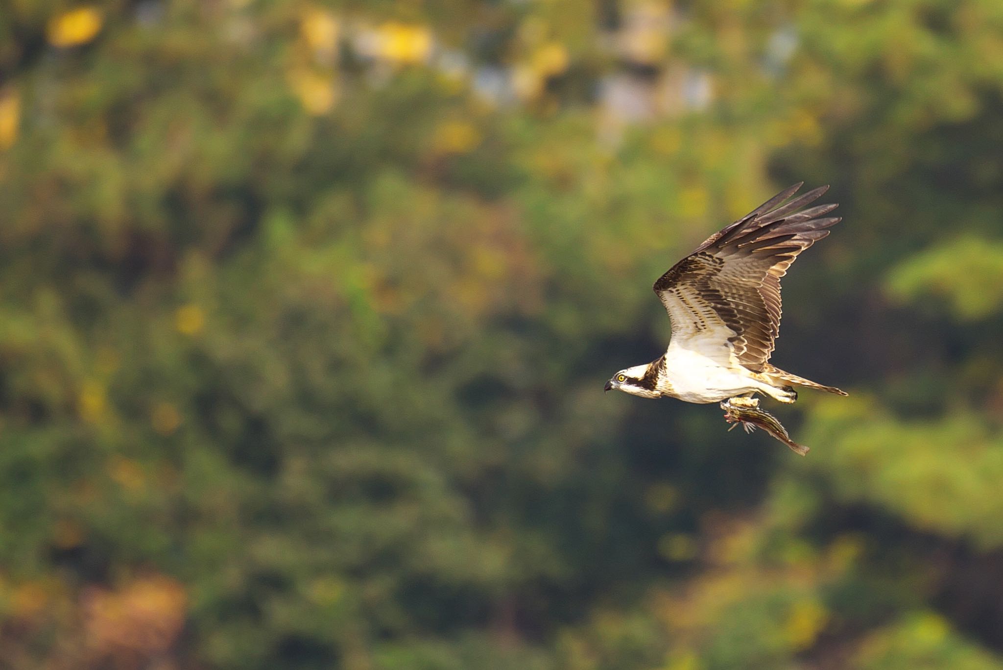 大阪南港野鳥園 ミサゴの写真 by R/あーる