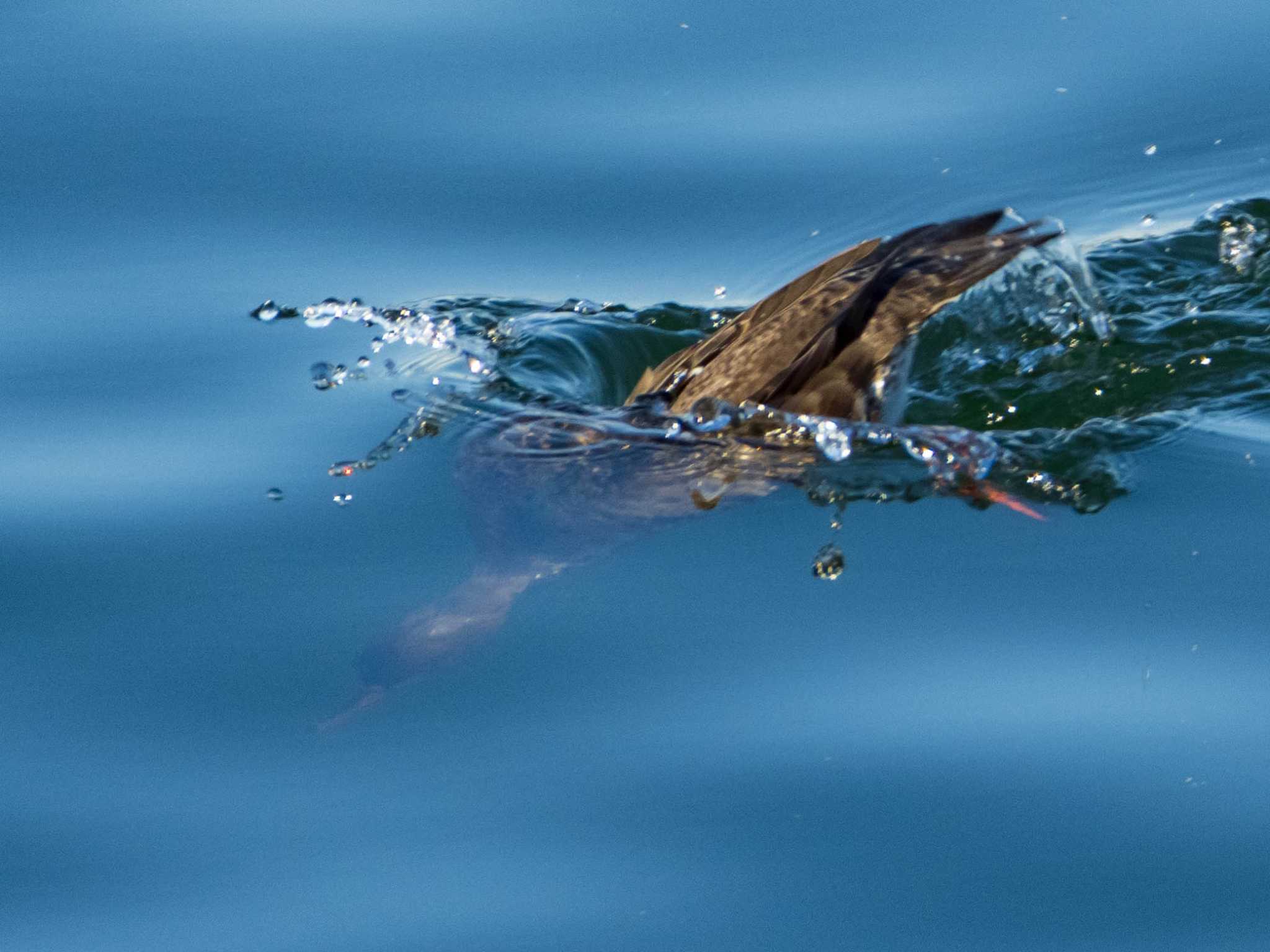 日の出三番瀬沿い緑道 ウミアイサの写真 by ryokawameister