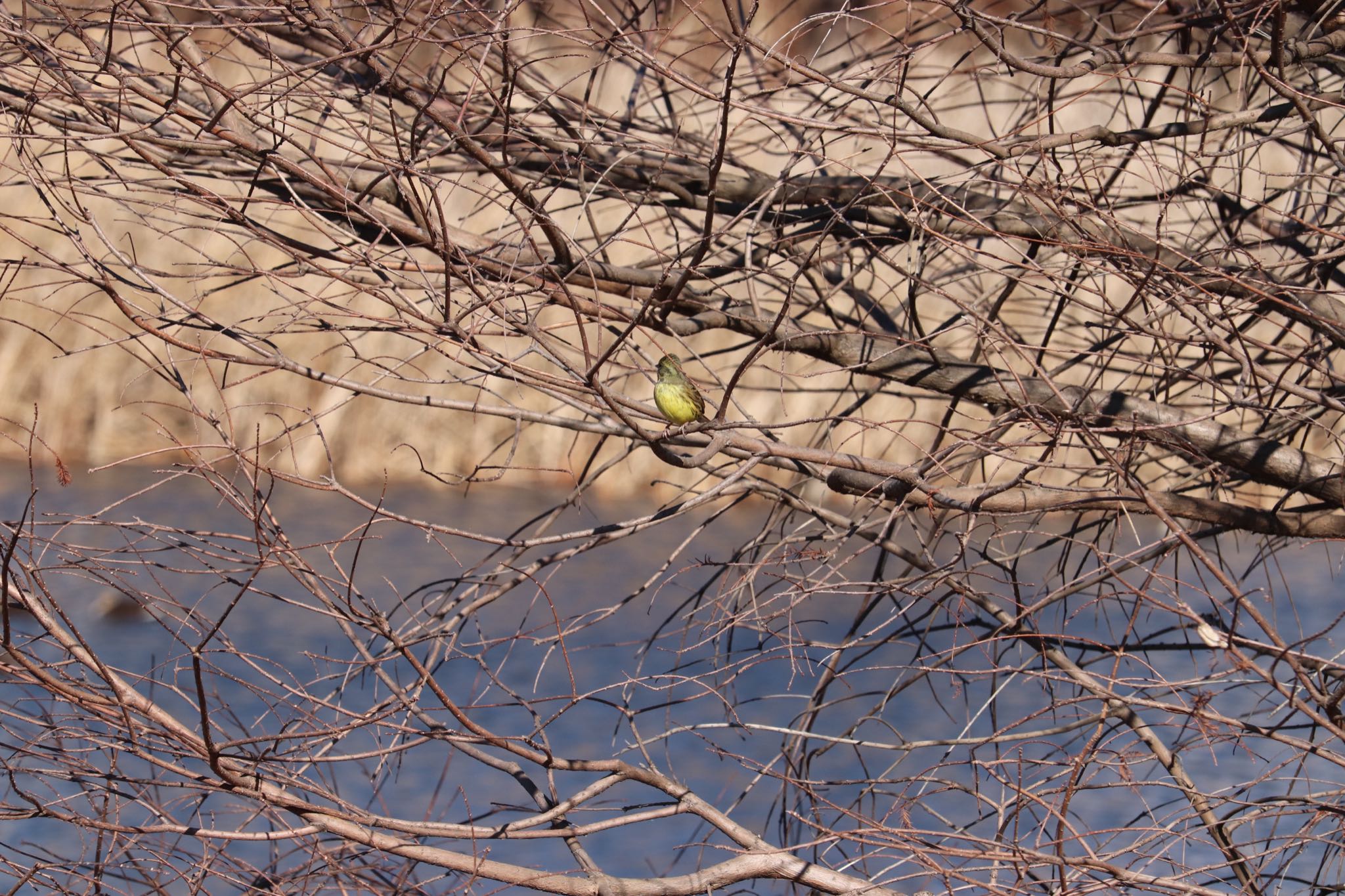 Masked Bunting