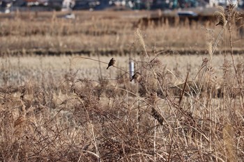 Eurasian Tree Sparrow 浮島ヶ原自然公園 Sat, 1/9/2021