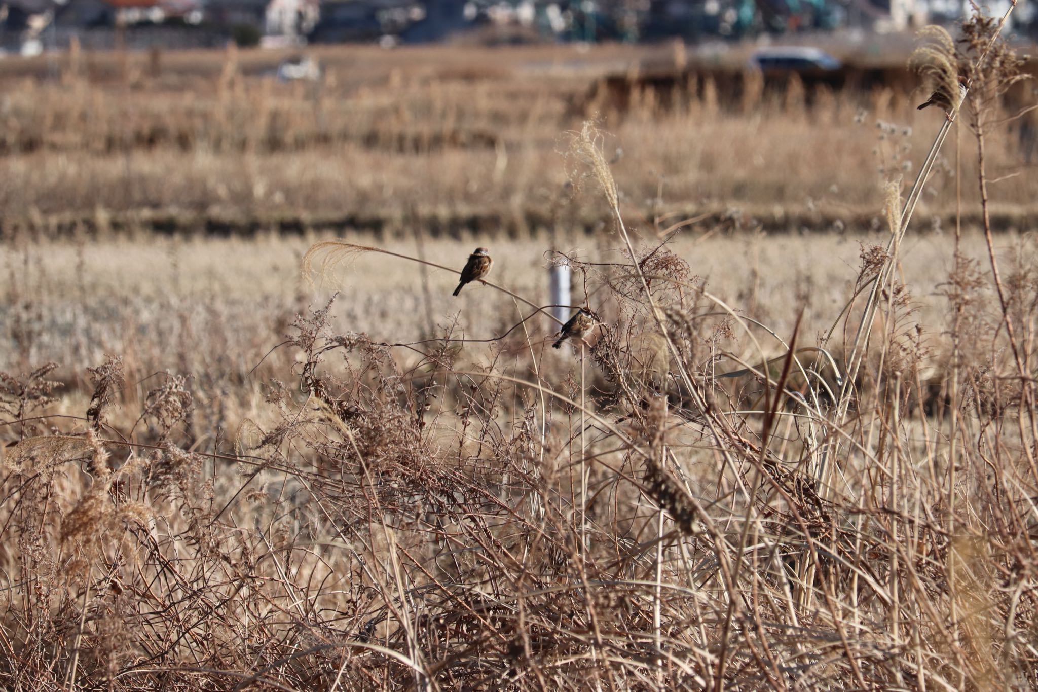 Eurasian Tree Sparrow