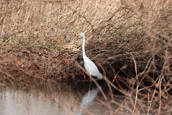 ダイサギ 浮島ヶ原自然公園 2021年1月9日(土)