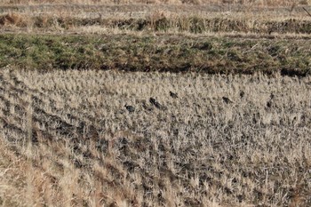 Northern Lapwing 浮島ヶ原自然公園 Sat, 1/9/2021