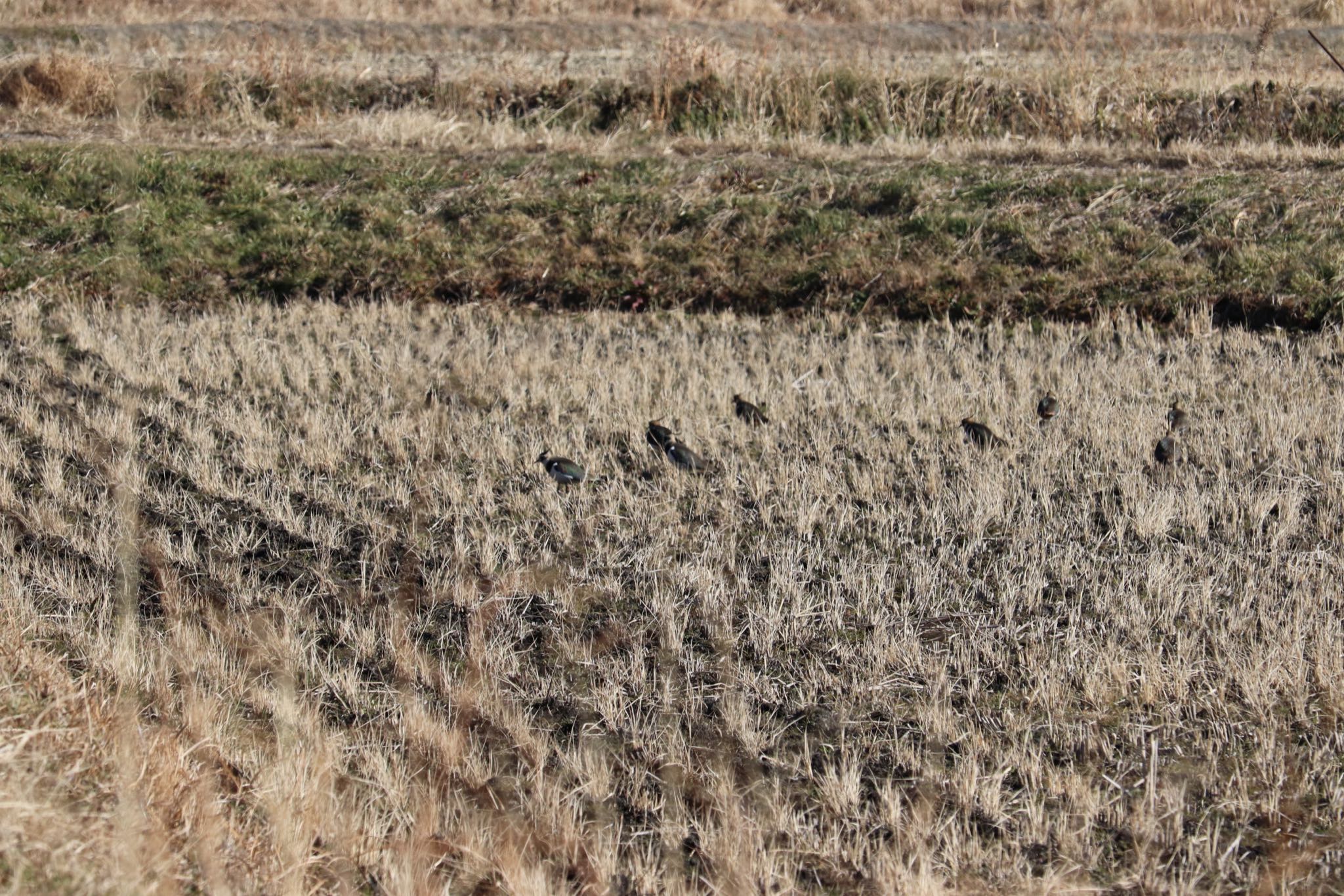 Northern Lapwing