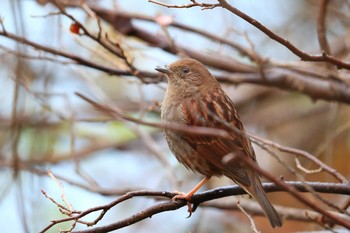 Japanese Accentor Unknown Spots Sun, 12/4/2016