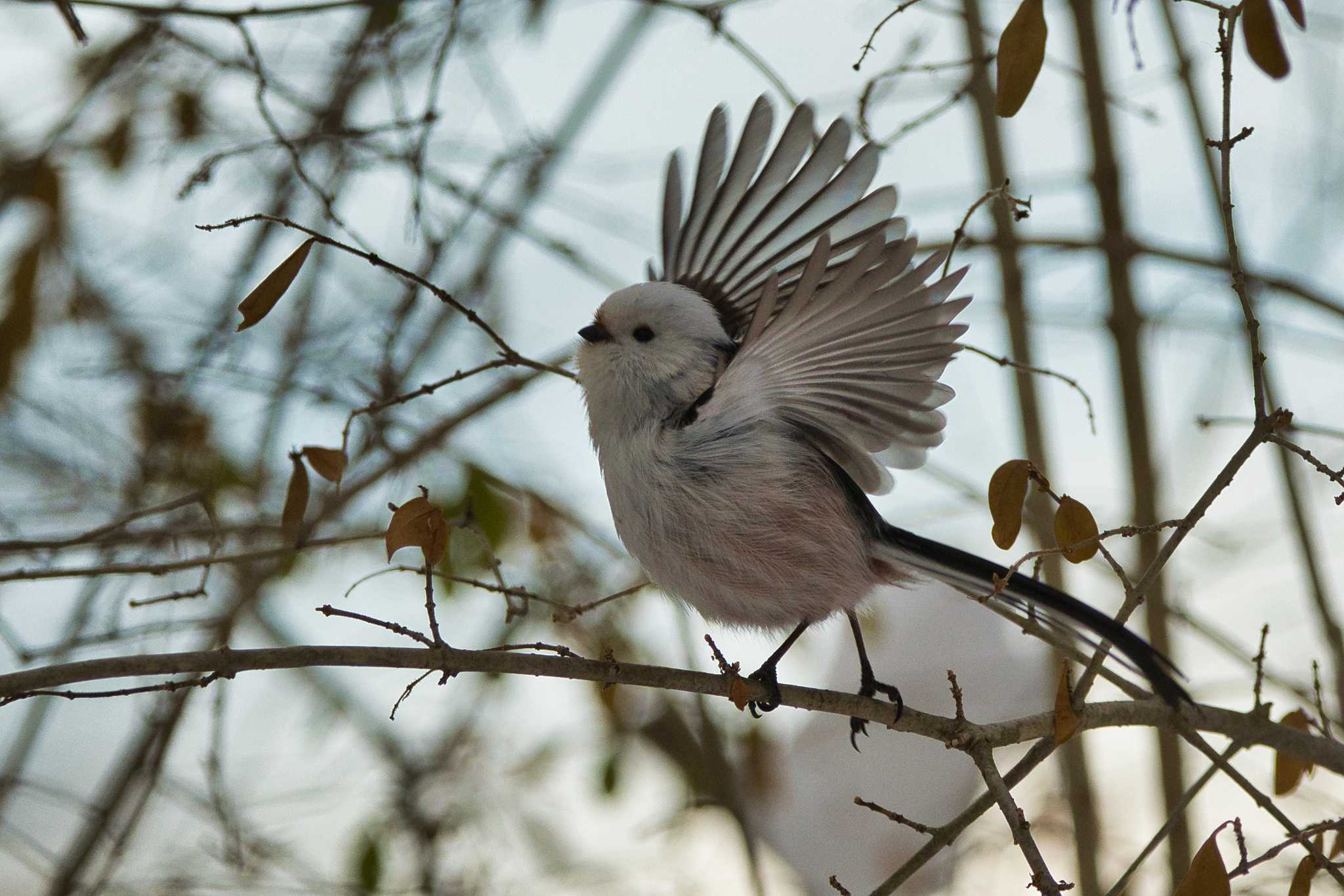 Long-tailed tit(japonicus)