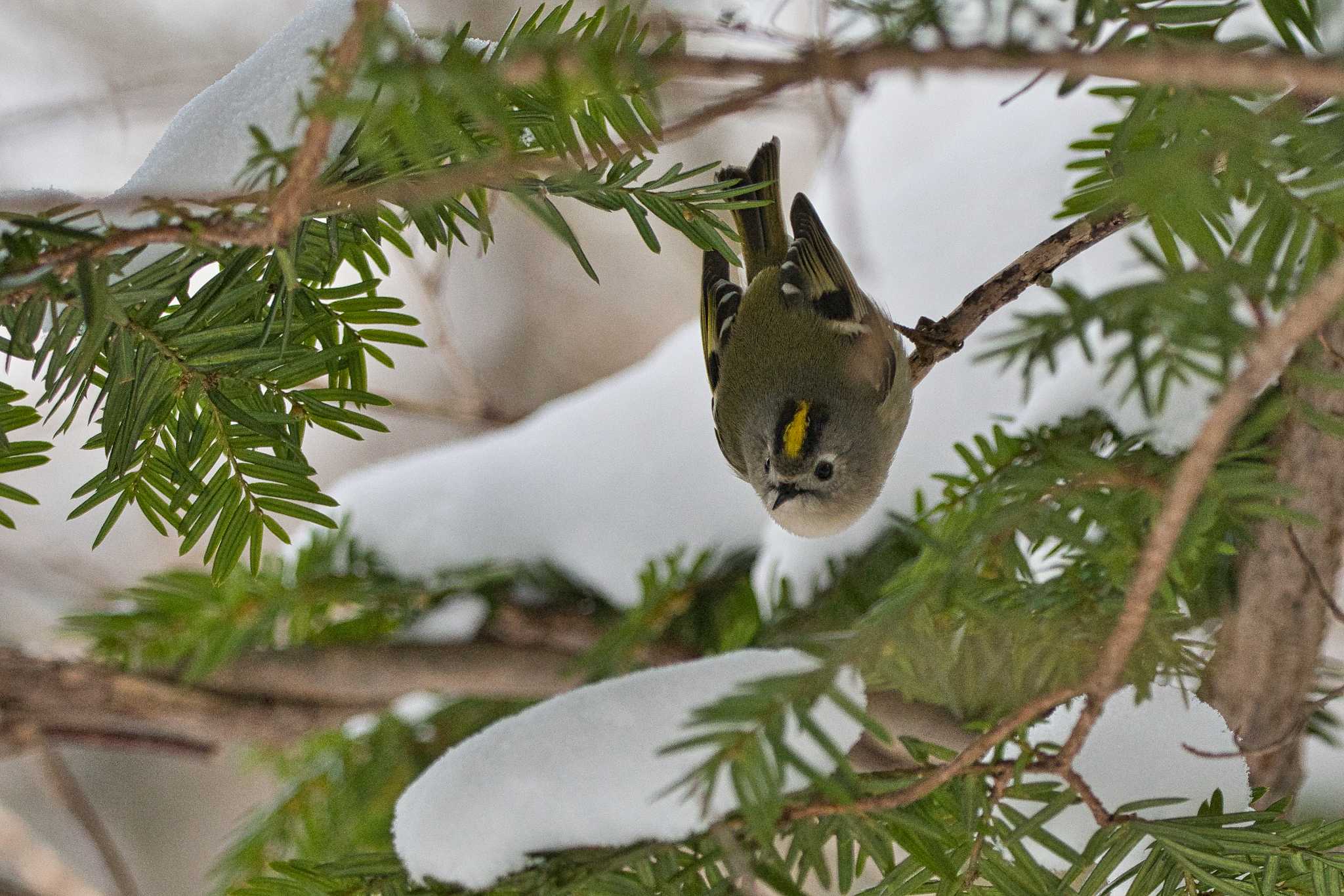 Goldcrest