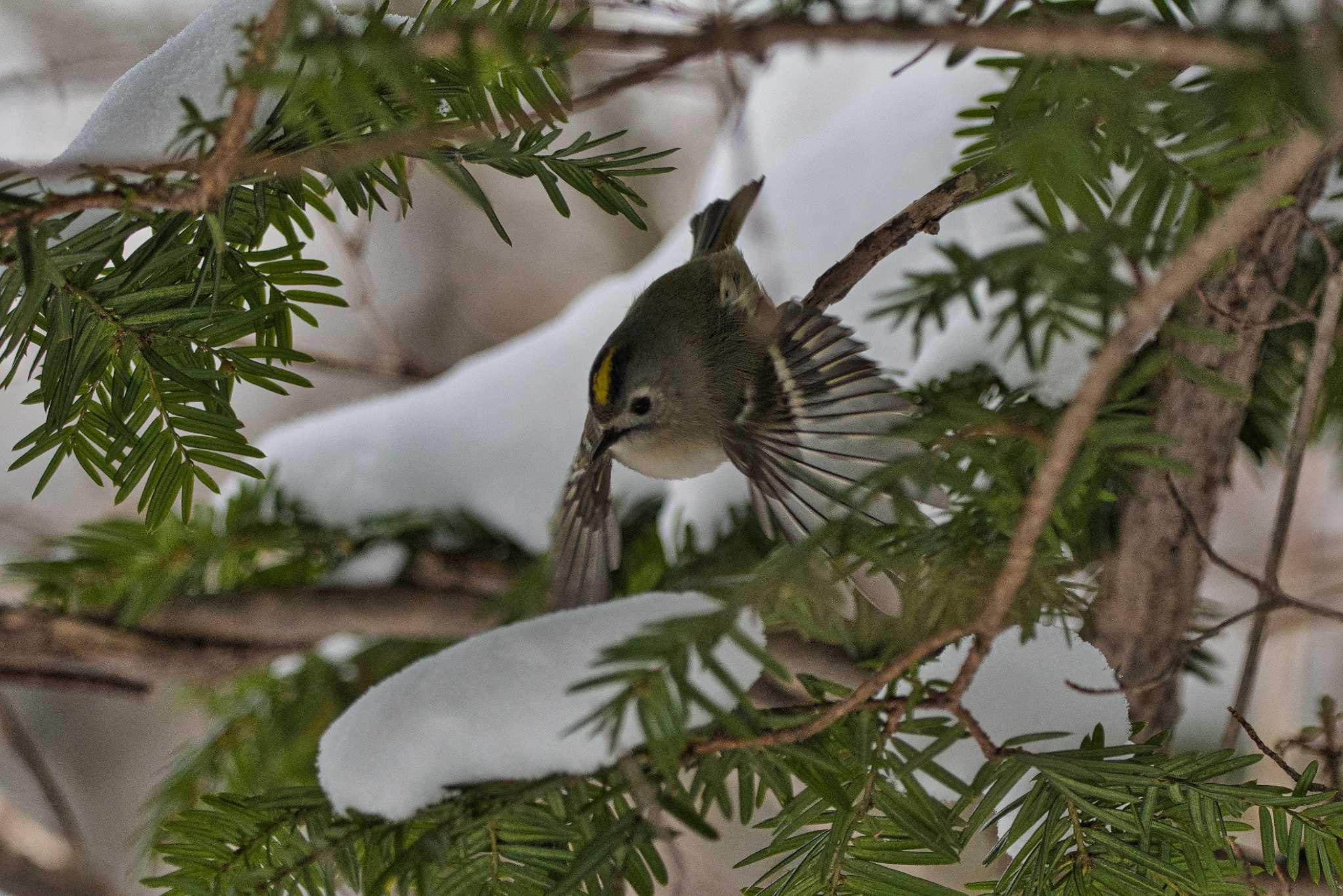 Goldcrest