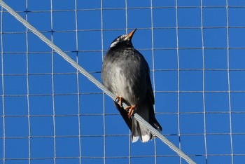 White-cheeked Starling 赤羽自然観察公園 Sat, 1/9/2021