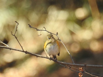 2021年1月9日(土) 座間谷戸山公園の野鳥観察記録