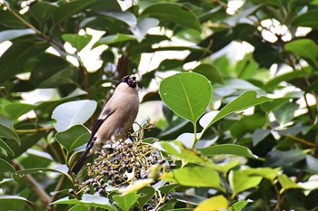 Eurasian Bullfinch Mizumoto Park Sun, 12/4/2016