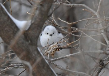 Long-tailed tit(japonicus) 千歳川 Sat, 1/9/2021