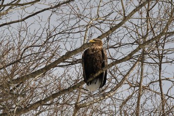 White-tailed Eagle 千歳川 Sat, 1/9/2021