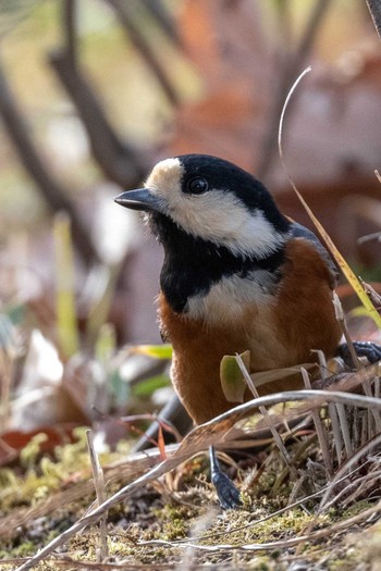 Varied Tit 馬見丘陵公園 Sat, 1/9/2021