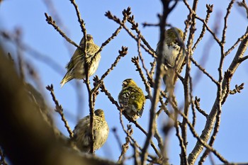 Eurasian Siskin Mizumoto Park Sun, 12/4/2016