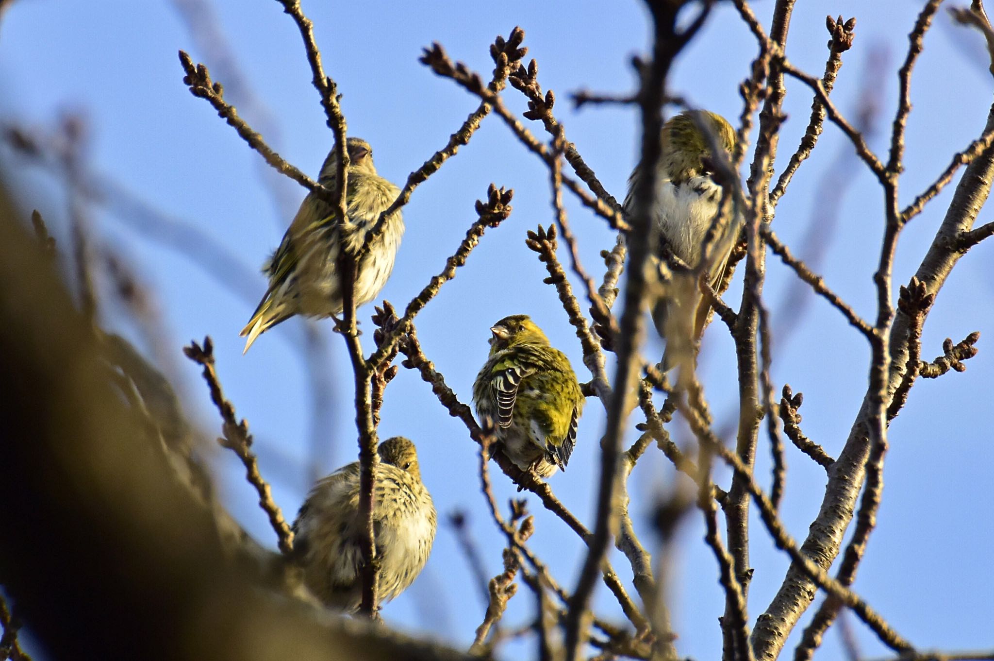 Photo of Eurasian Siskin at Mizumoto Park by サイゼリアン