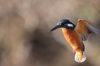 2021年1月9日(土) 大阪城公園の野鳥観察記録