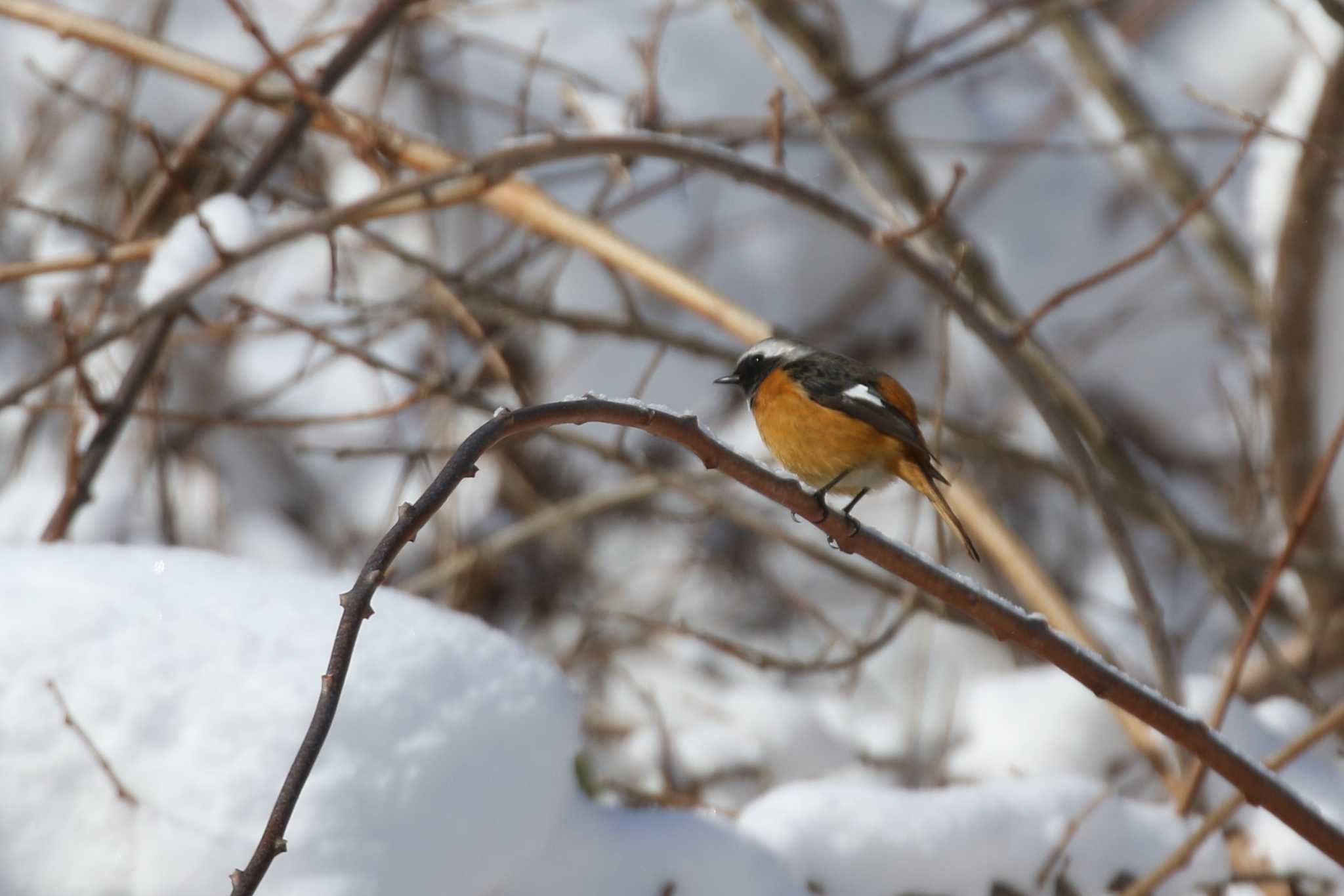 Daurian Redstart