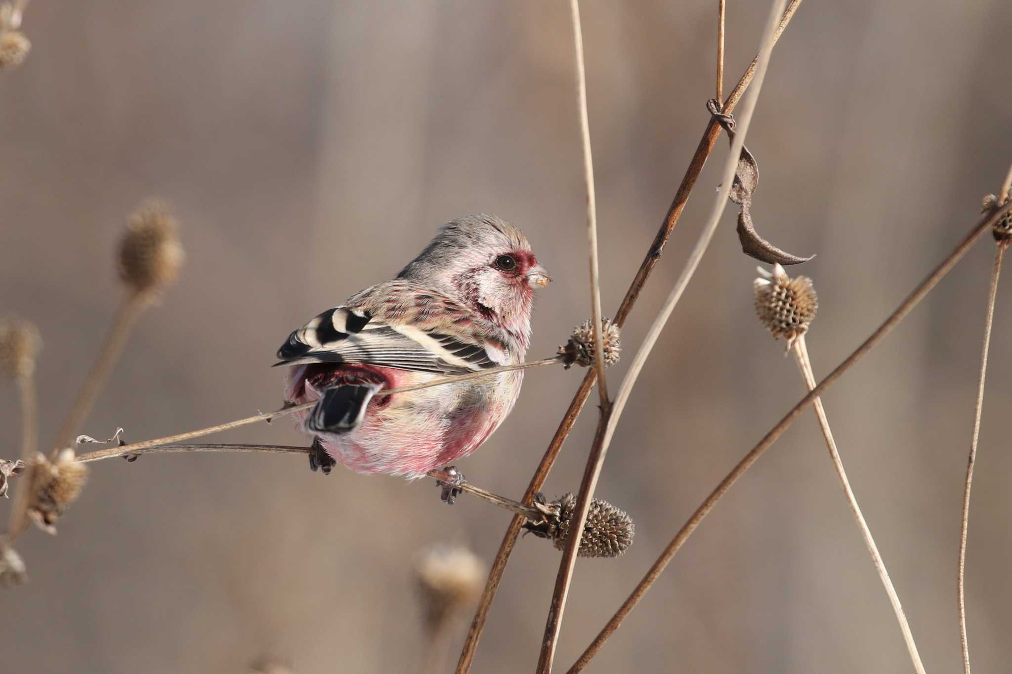 Siberian Long-tailed Rosefinch