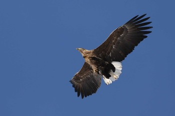 Sat, 1/9/2021 Birding report at 北海道　函館市　汐泊川