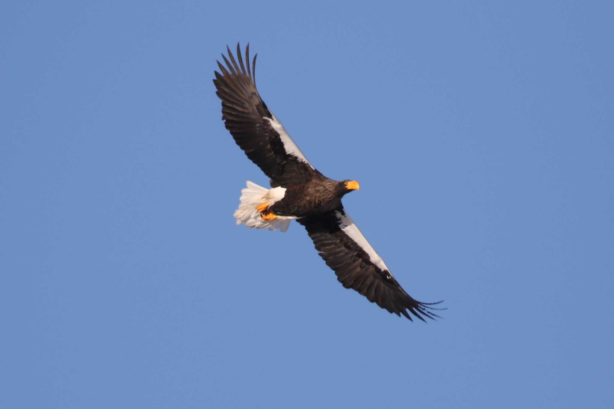 Steller's Sea Eagle