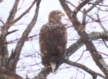 White-tailed Eagle Unknown Spots Sat, 1/9/2021