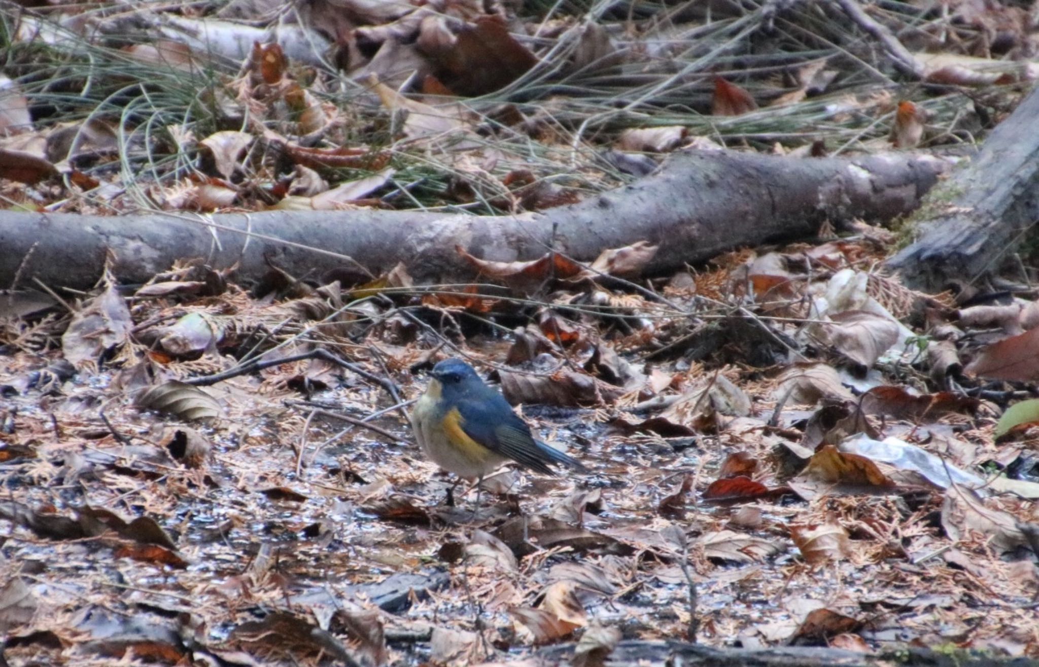 Photo of Red-flanked Bluetail at 大阪府民の森むろいけ園地 by Mariko N