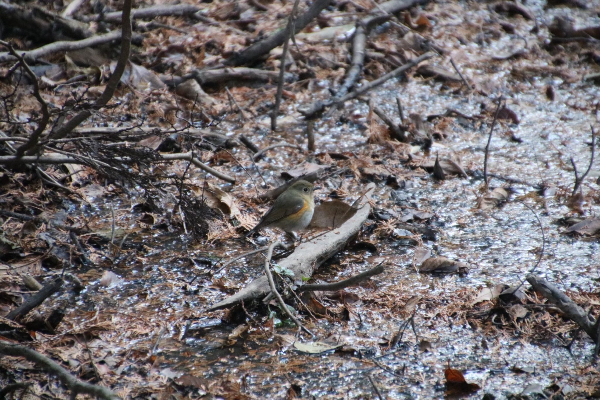 Photo of Red-flanked Bluetail at 大阪府民の森むろいけ園地 by Mariko N
