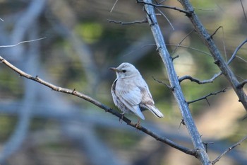 2021年1月9日(土) 東京都の野鳥観察記録